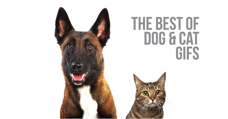 the best of dog and cat gifs blog post