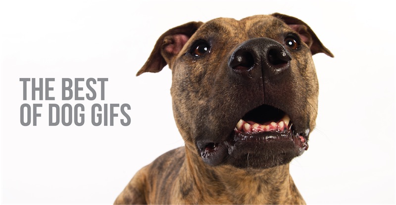 the best of dog gifs blog post