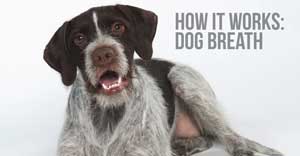 how dog breath dental treats work for dogs