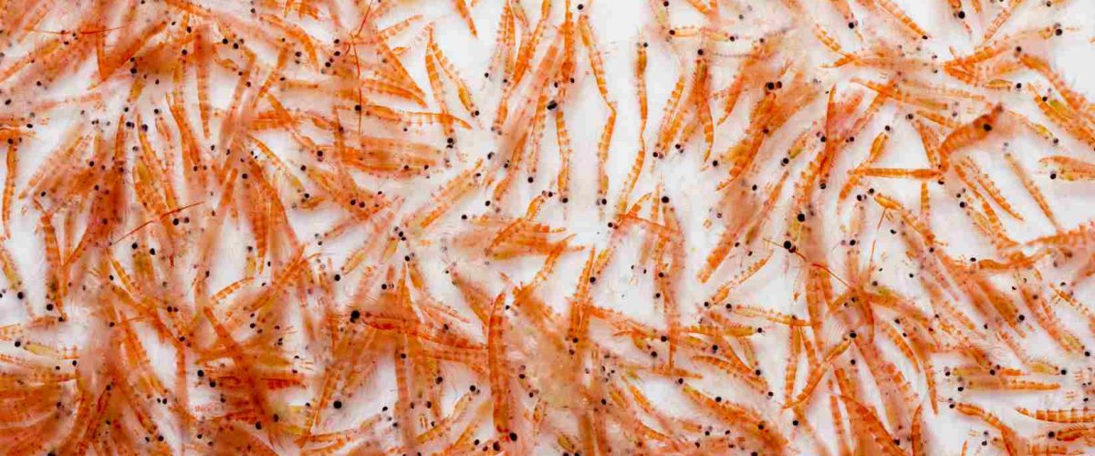 Krill2 (1) Krill2 (1)