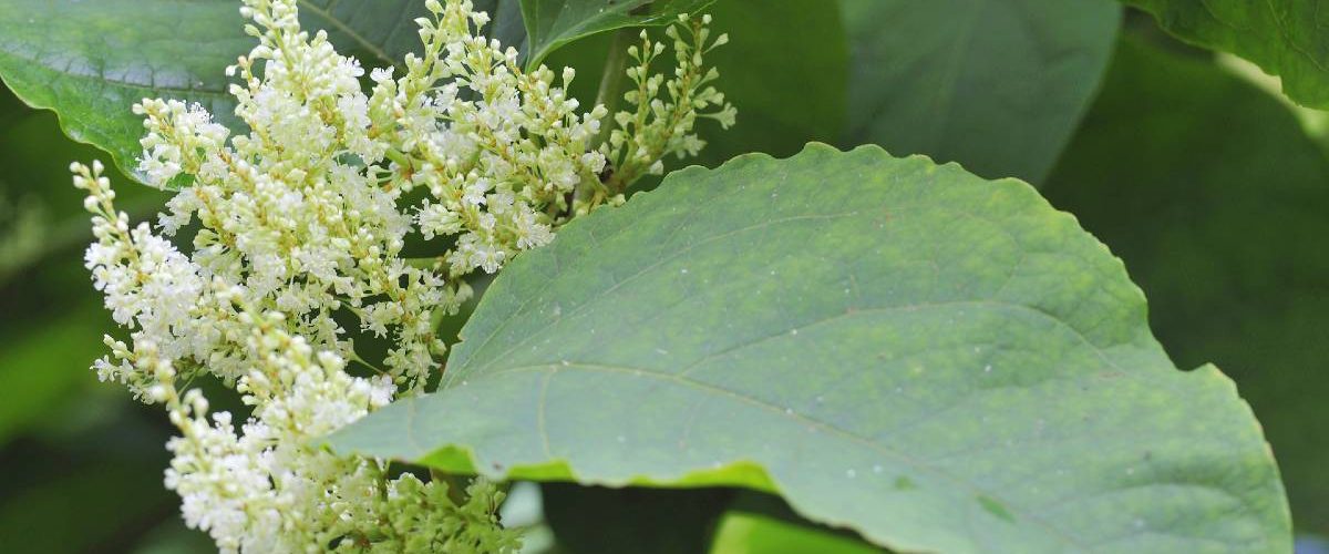 Polygonum1 (1) Polygonum1 (1)