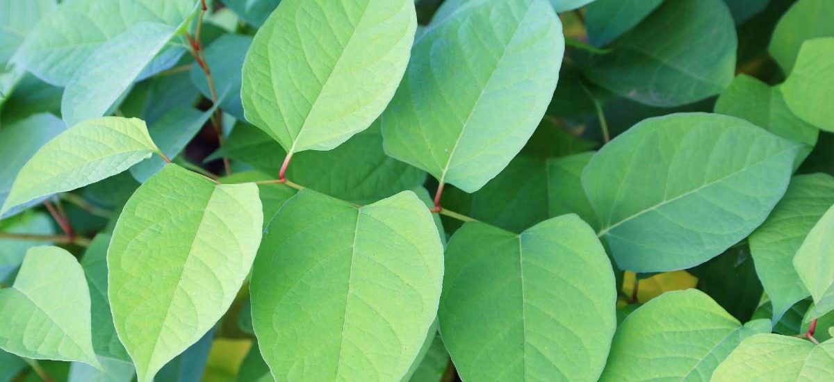 Polygonum2 (1) Polygonum2 (1)