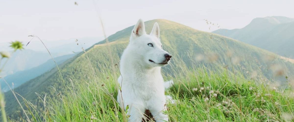 marek-szturc-uvd8VjR7qoU-unsplash marek-szturc-uvd8VjR7qoU-unsplash