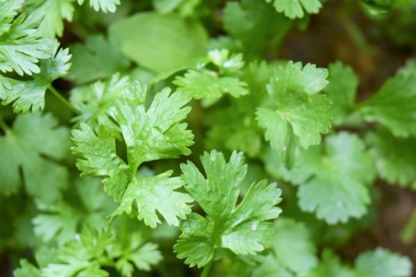 parsley1 parsley1