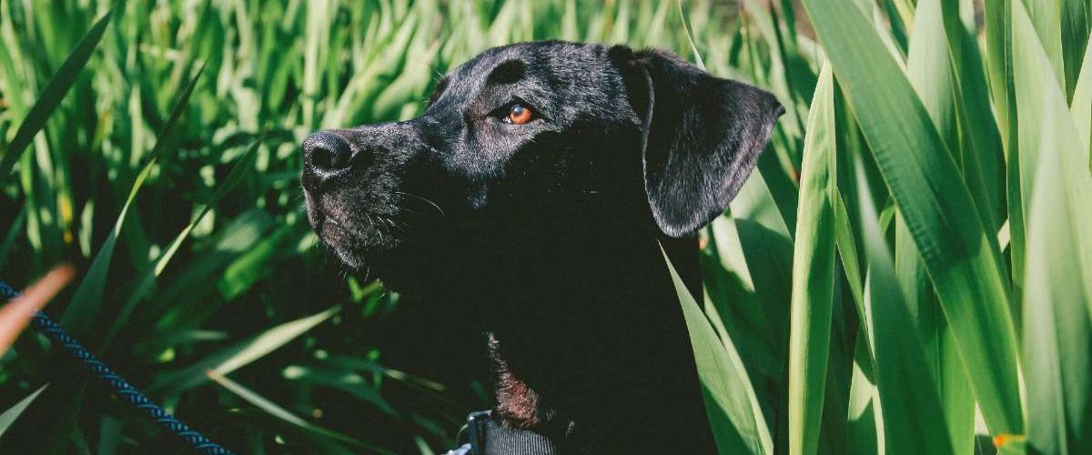 pexels-amanda-klamrowski-1464856 (1) pexels-amanda-klamrowski-1464856 (1)