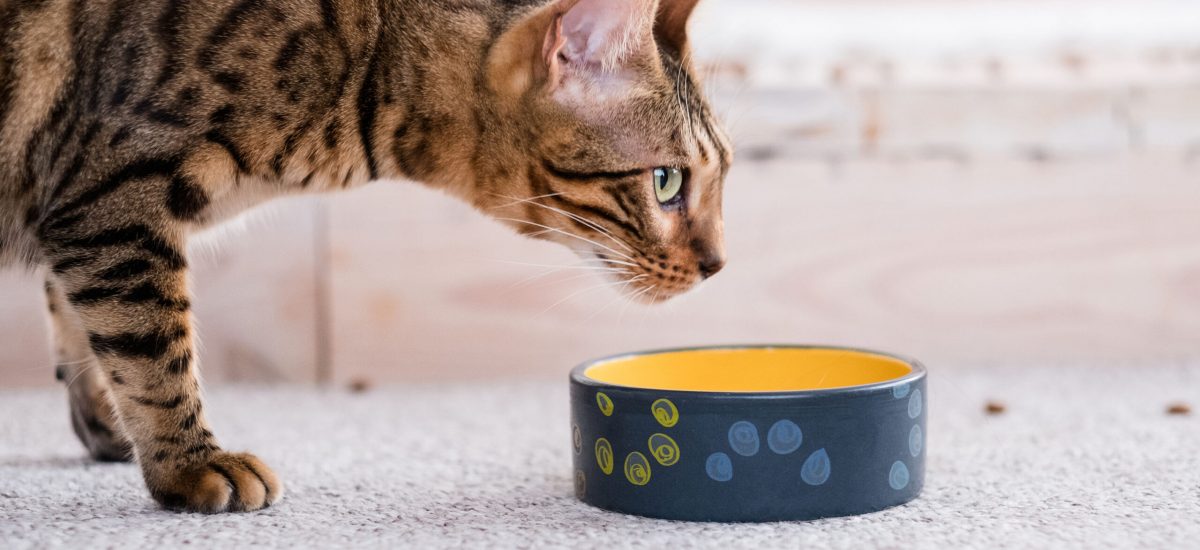 healthy pet diet. quality food and bowls. cat dinner time. beautiful bengal kitty.