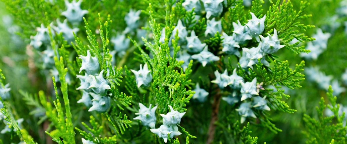 shutterstock_1111675805 (1) shutterstock_1111675805 (1)