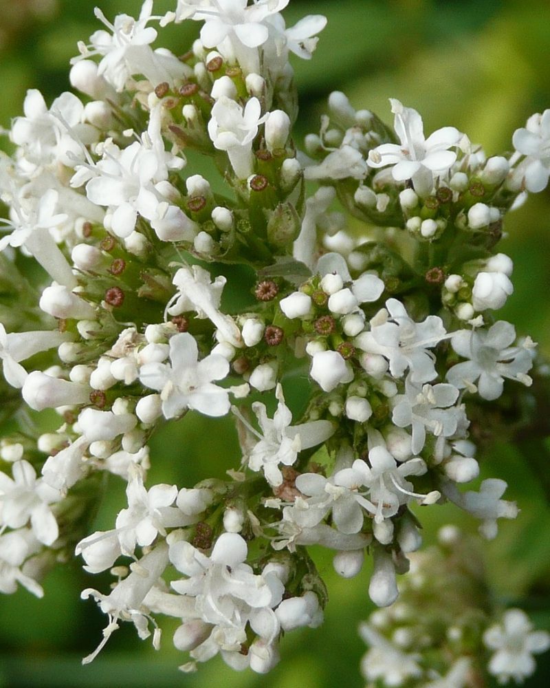 valeriana-officinalis-848736_1920