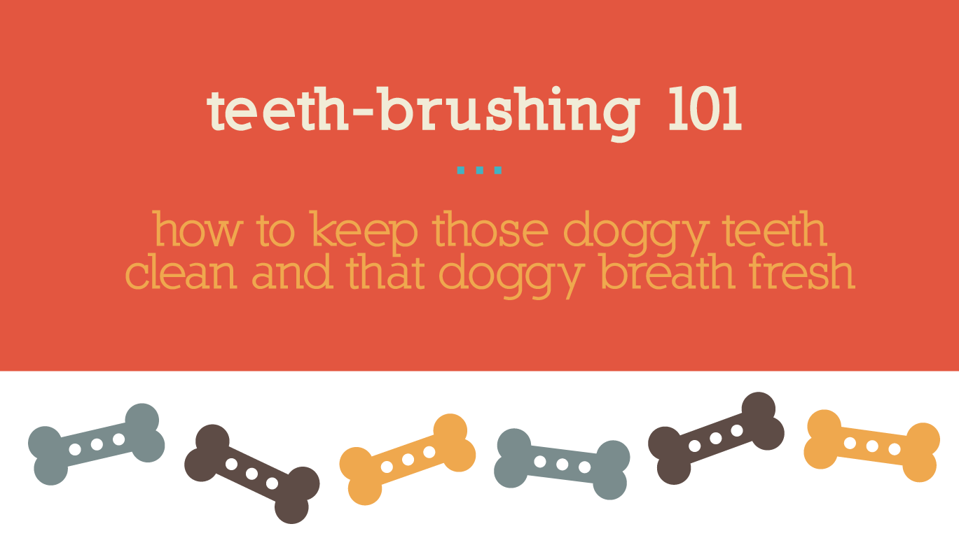 Teeth Brushing 101: How to keep those doggy teeth clean and that doggy breath fresh