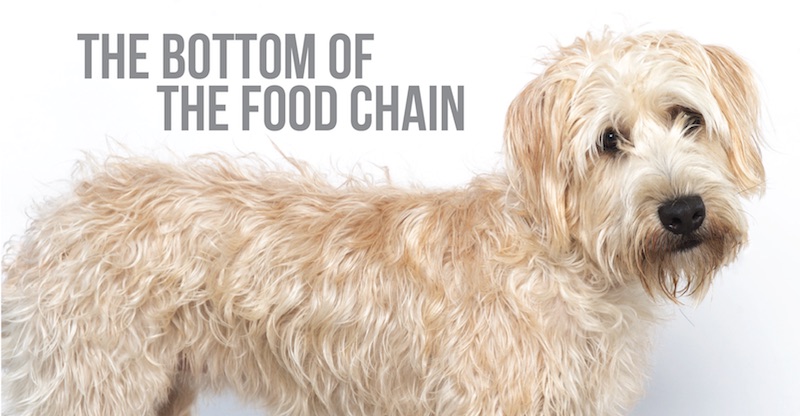 dog food chain