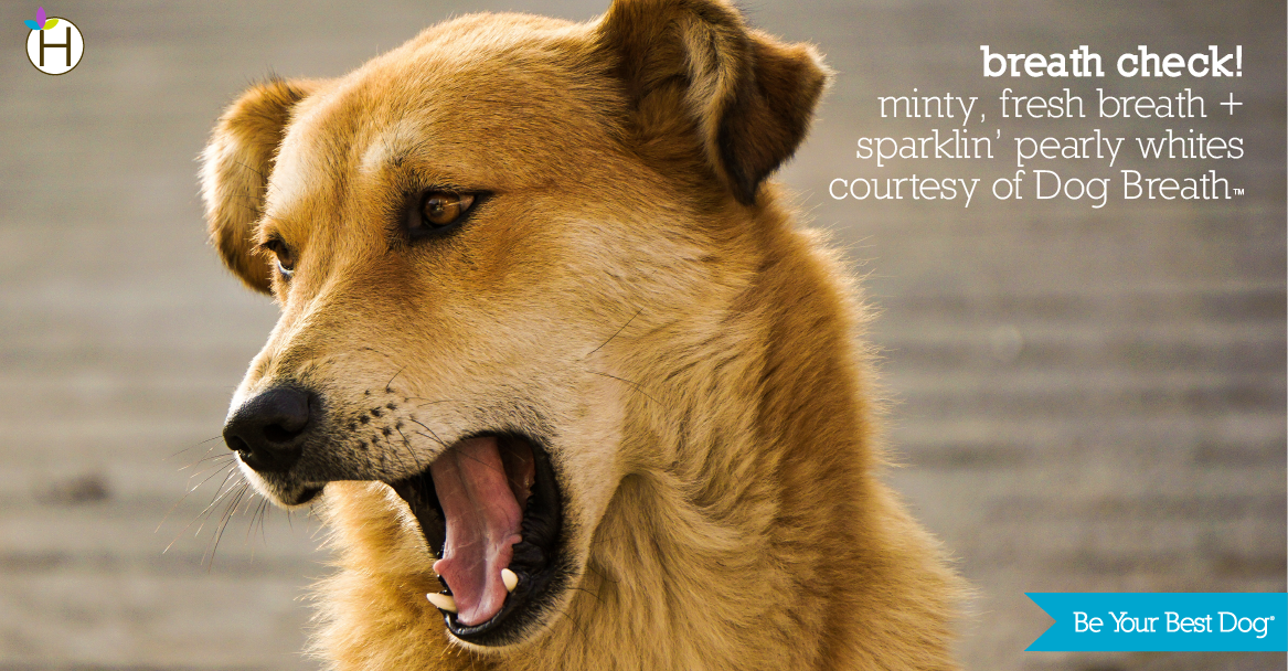 Dog with his mouth open: "Breath Check! Minty fresh breath + sparklin' pearly whites courtesy of Dog Breath"