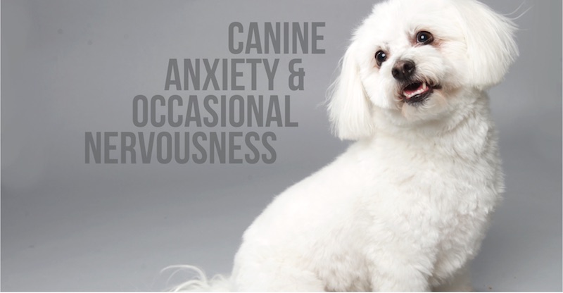 occasional nervousness blog post