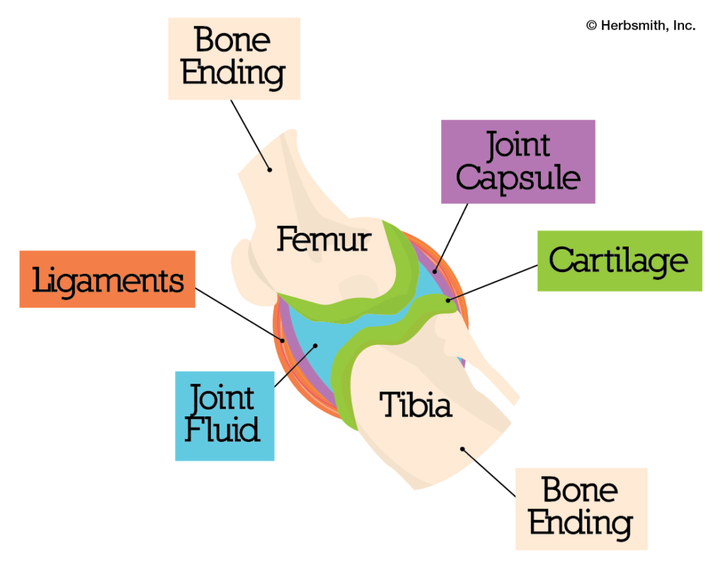 anatomical diagram of a joint
