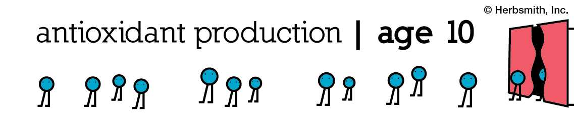 antioxidant production at age 10: around 20 (visual representation)