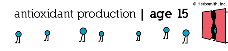 antioxidant production at age 15: only 8 (visual representation)