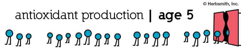 antioxidant production at age 5: about 30 (visual representation)