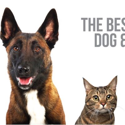 the best of dog and cat gifs blog post