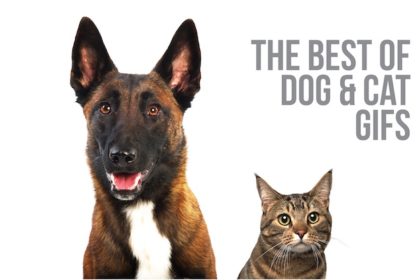 the best of dog and cat gifs blog post