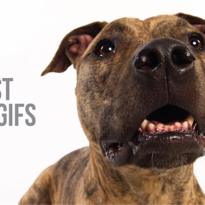 the best of dog gifs blog post