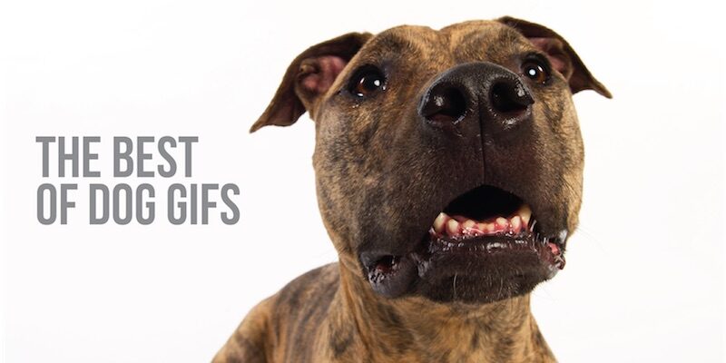 the best of dog gifs blog post