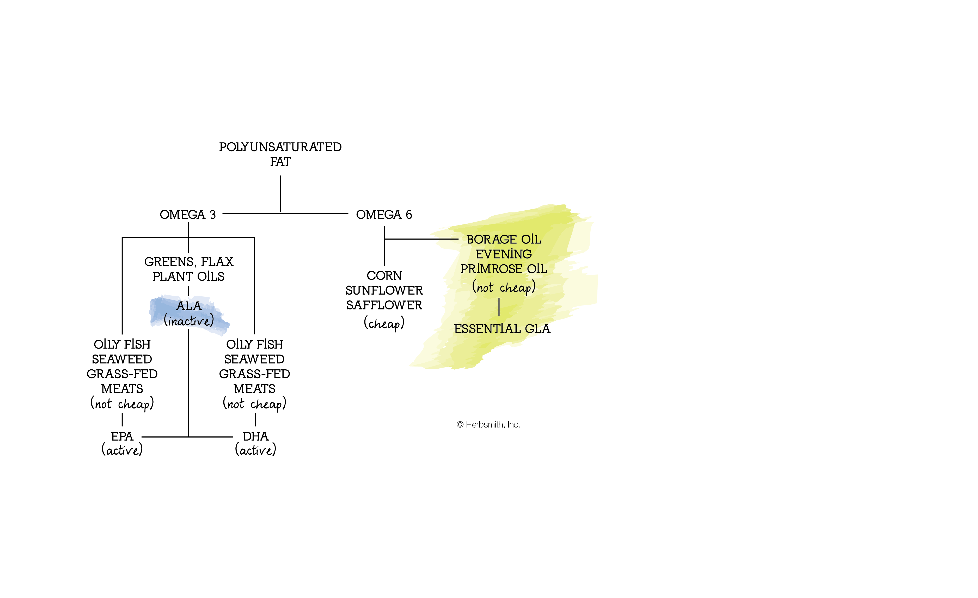 Polyunsaturated fats chart: ALA is an inactive form of Omega 3