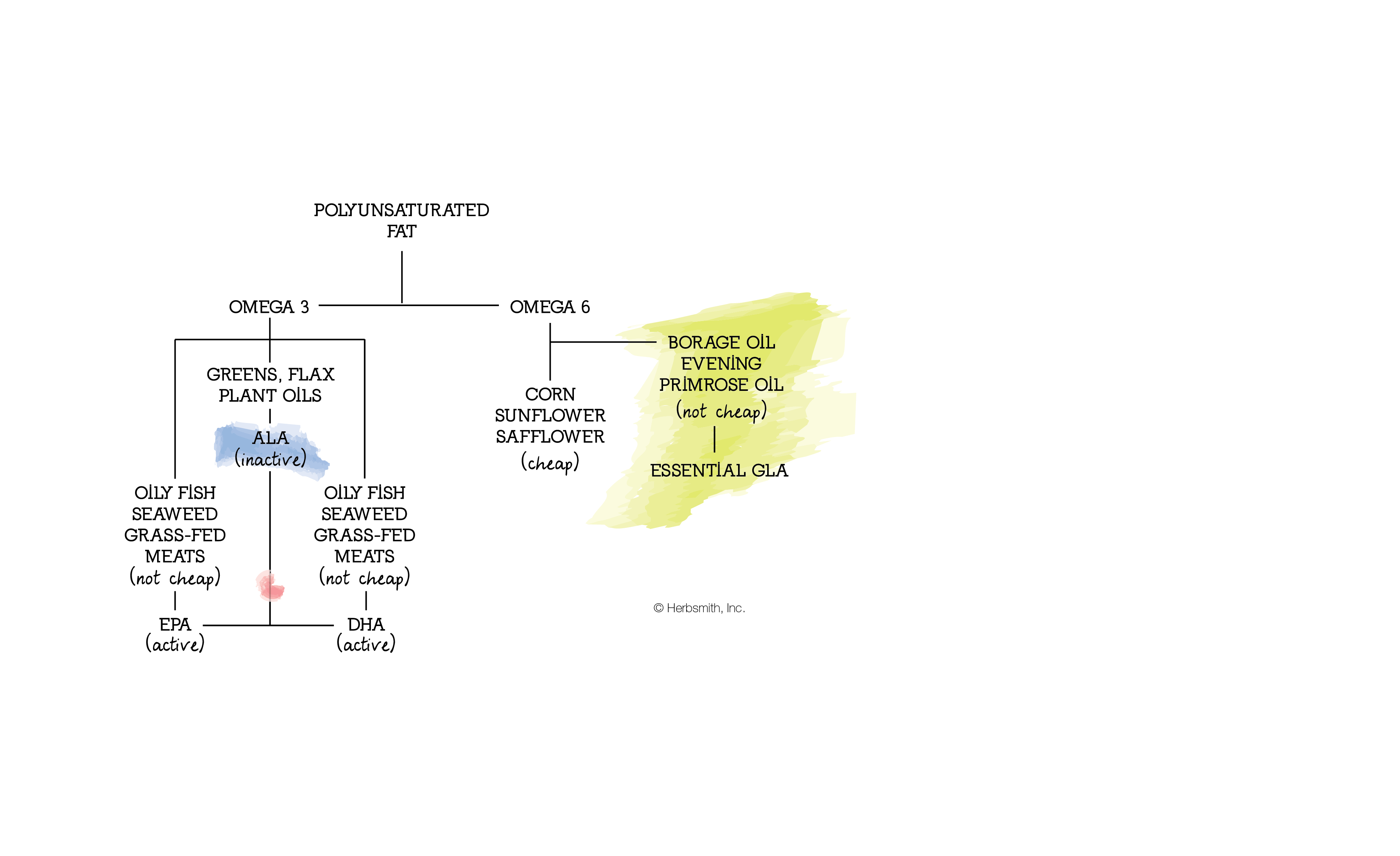 Polyunsaturated fat chart: ALA must be converted to active forms of Omega 3s