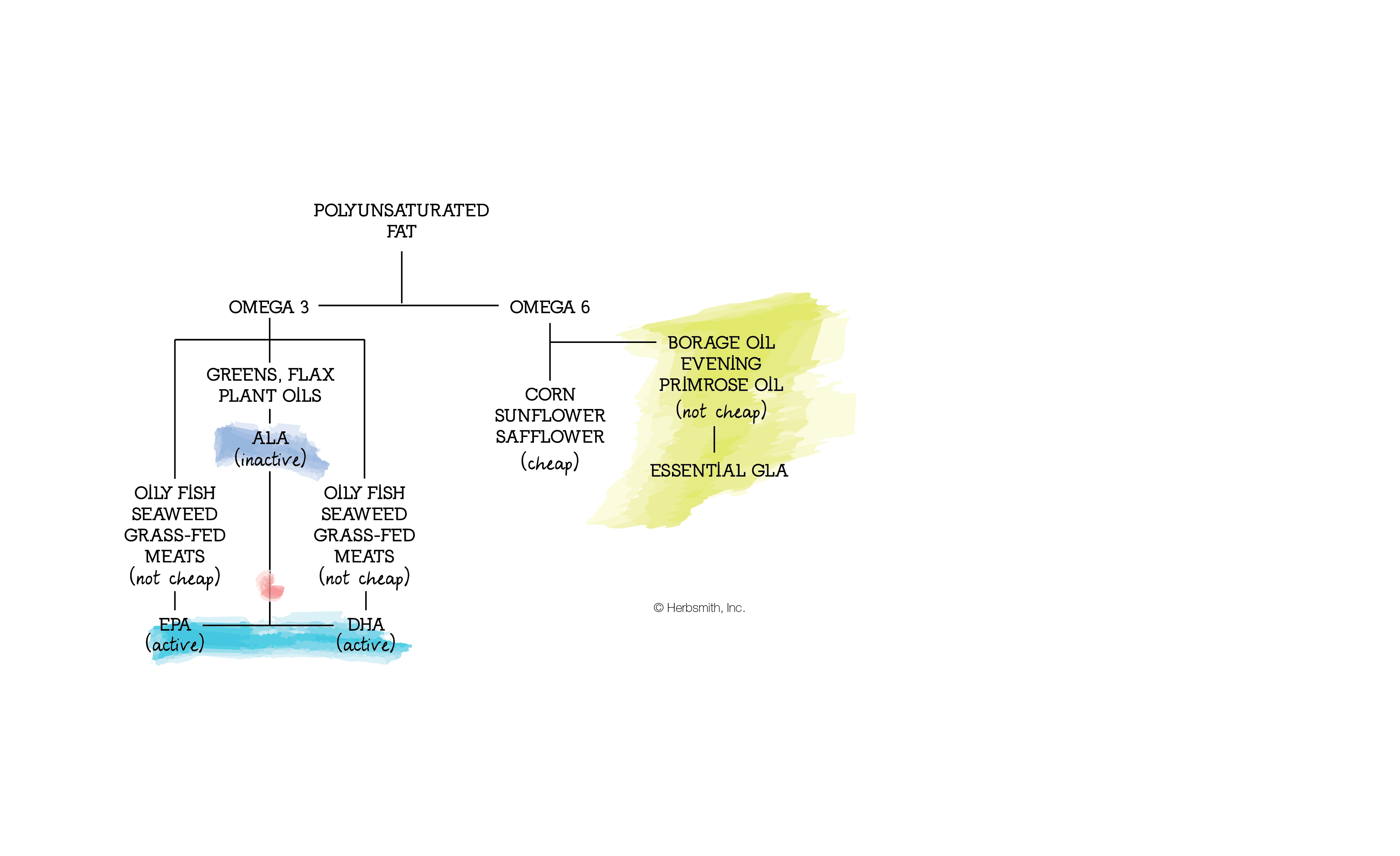 Polyunsaturated fats chart: EPA & DHA are active forms of Omega 3