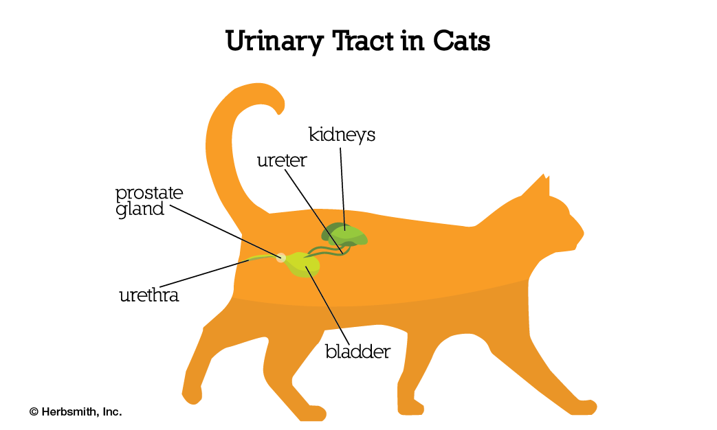 urinary tract diagram in cats