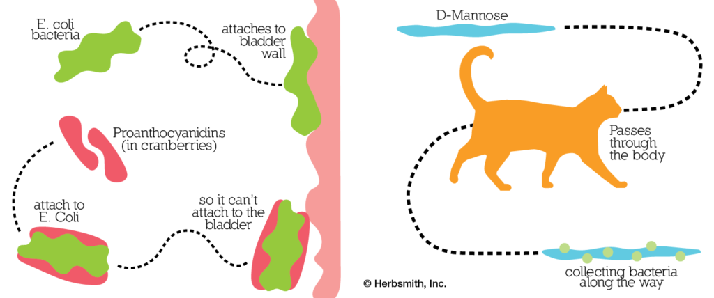 Ultravetis Pet - Wincal is a balanced combination of macro & micro minerals  and vitamins which is ideal for; •Growth and development of bones and teeth  of puppies and kittens. •Maintenance of