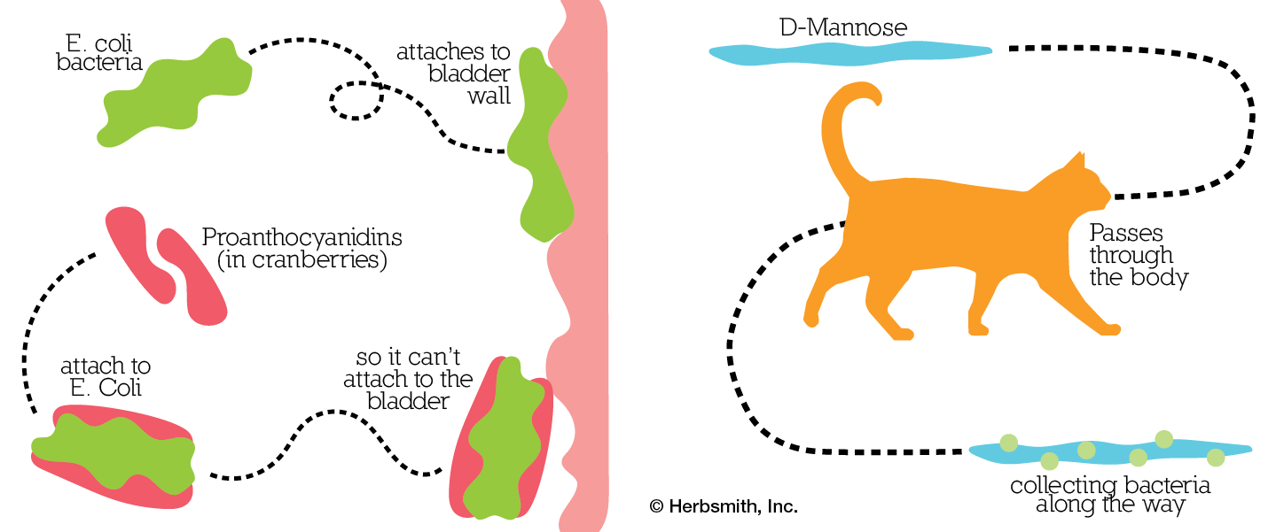 Proanthocyanidins and D-Mannose diagrams