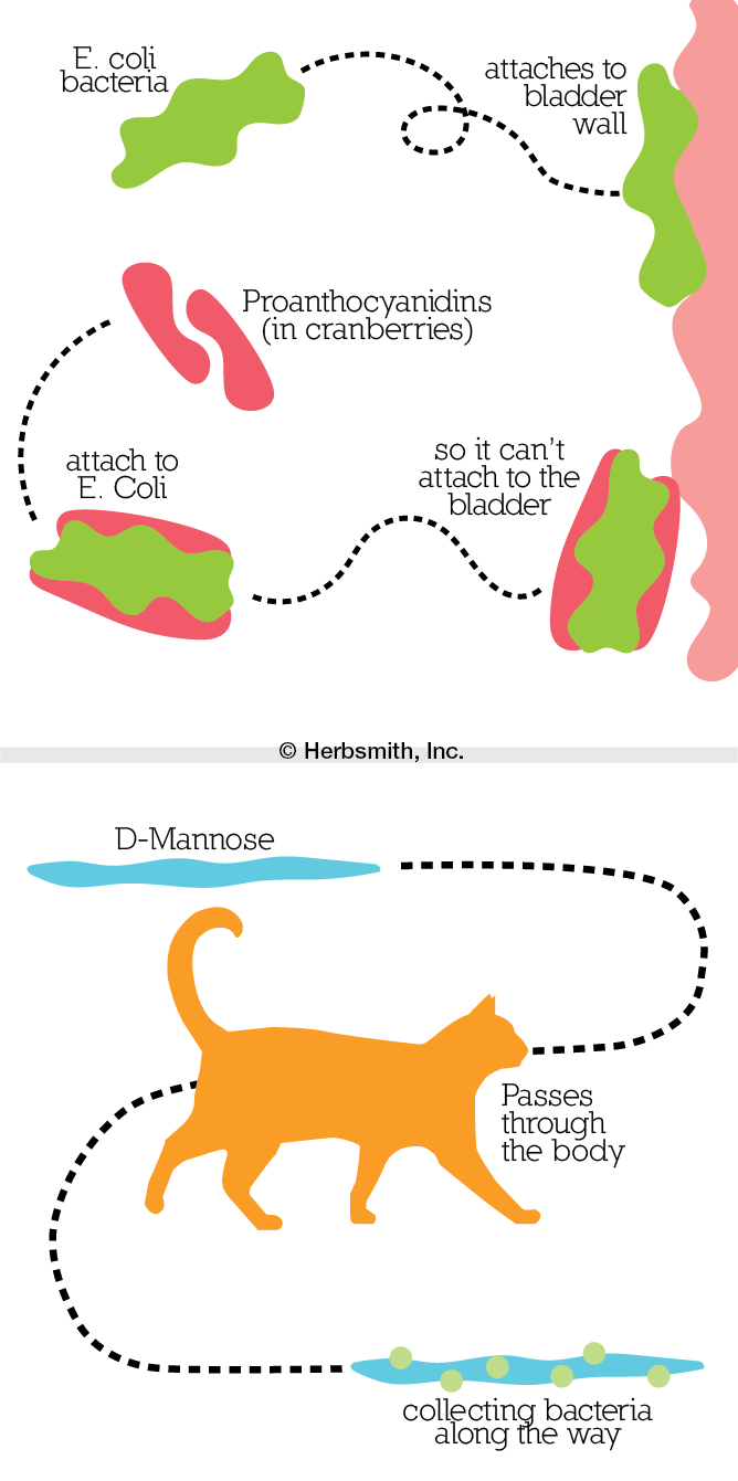 Proanthocyanidins and D-Mannose diagrams for mobile