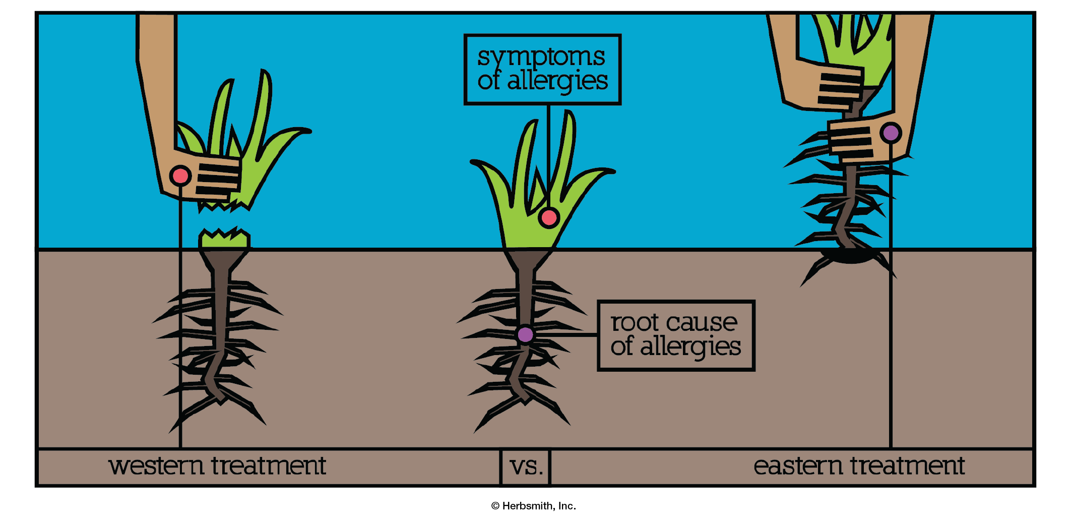 western treatment pulls at the top of the weed, eastern treatment pulls out the root