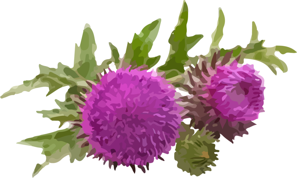 Milk Thistle Herbsmith