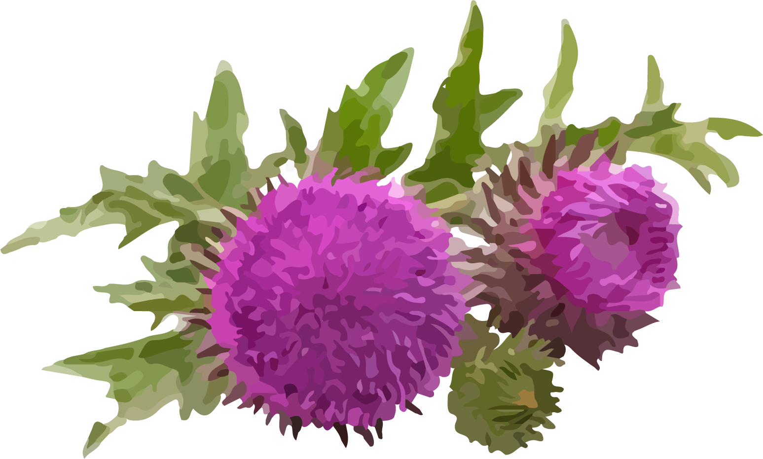 Milk Thistle sketch