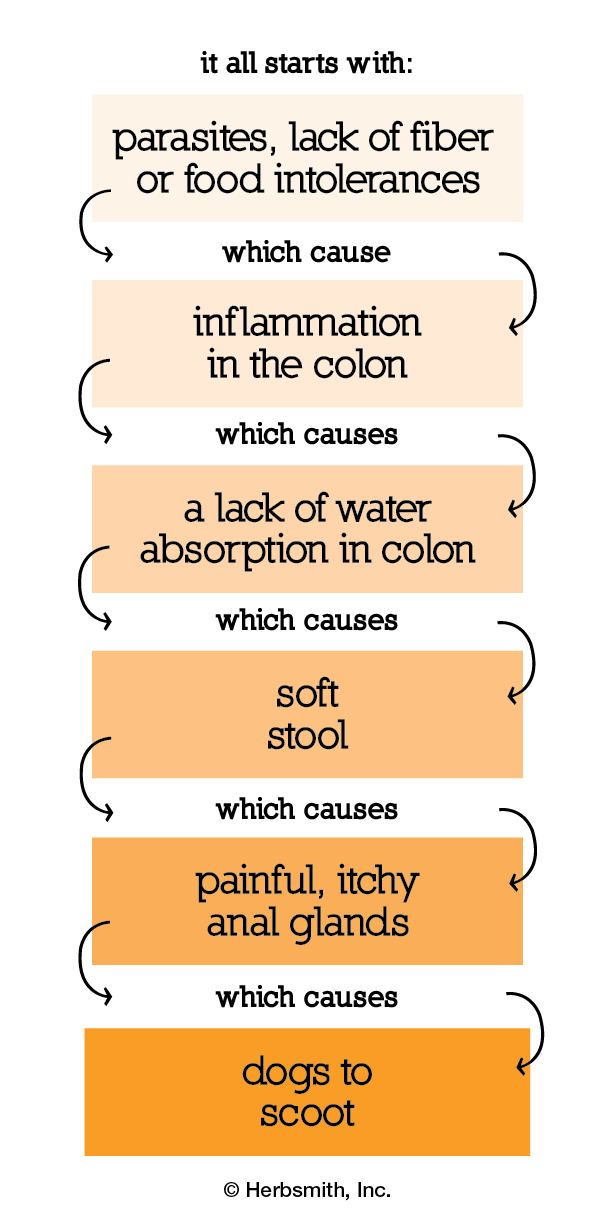 parasites or a lack of fiber cause inflammation in colon, which causes a lack of water absorption in the colon, which causes soft stool, which causes clogged anal glands, which causes dogs to scoot on their butts