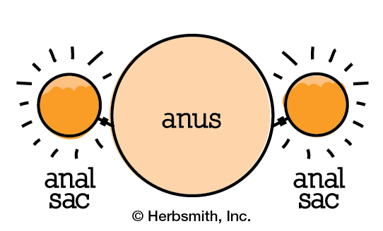 Clogged anal sacs: liquid is not expressing, making it painful & itchy for the dog