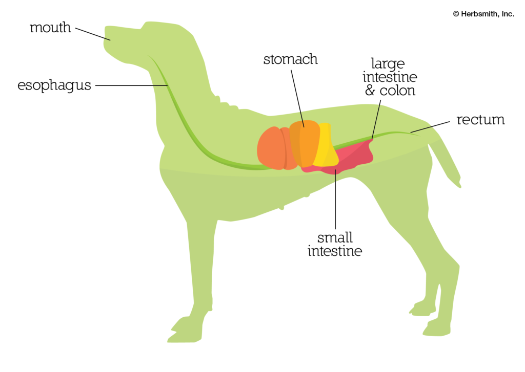 GI tract diagram of a dog