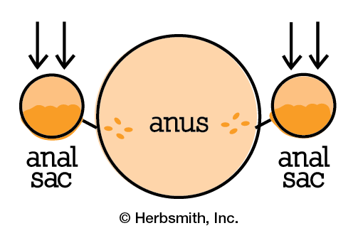 Normal anal sac function: pressure on sacs, fluid is expressed