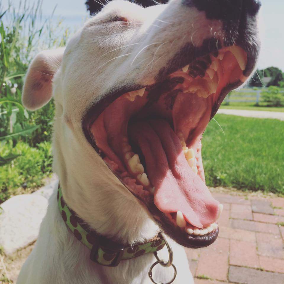 Willie the dog laughing at our hilarious jokes