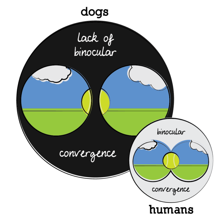 The Eyes of a Dog Herbsmith