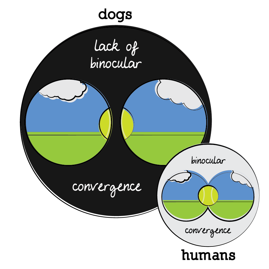 dogs lack binocular convergence (there eyes are further apart), humans have binocular convergence (but less peripheral vision)