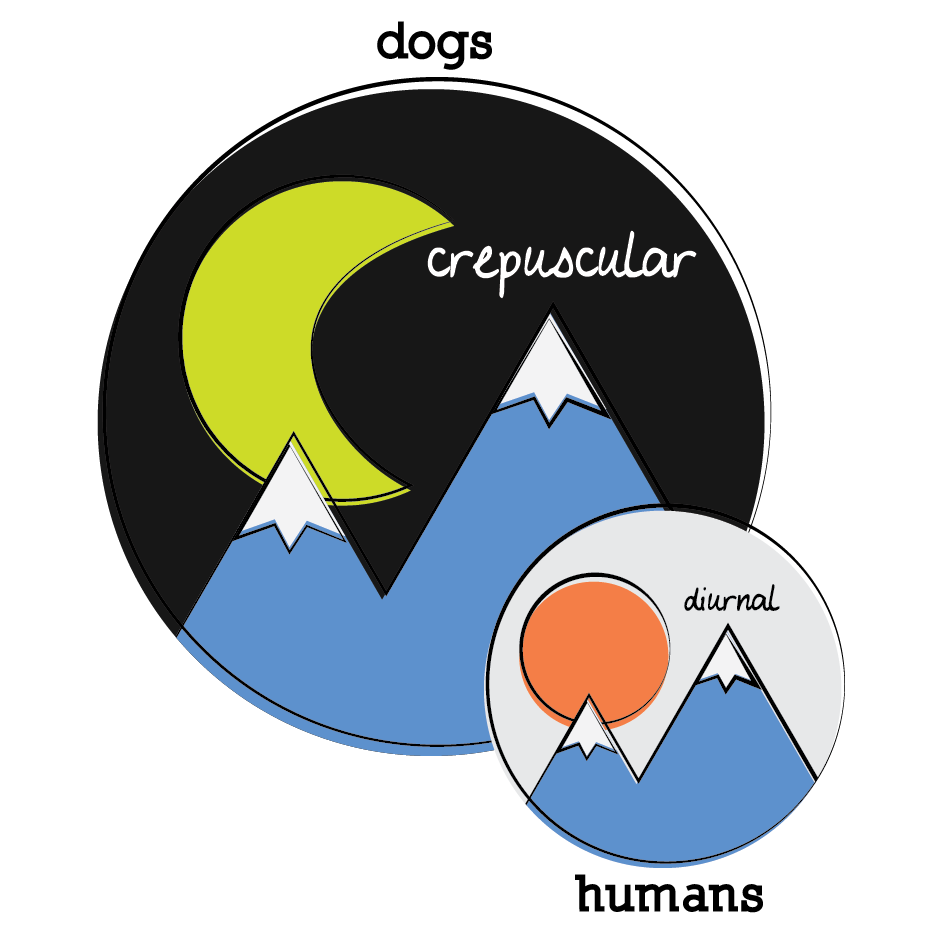 dogs are crepuscular (active at dawn and dusk) and humans are diurnal (active during the day)