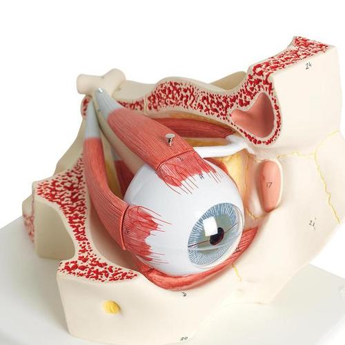 a large-scale model of the human eyeball