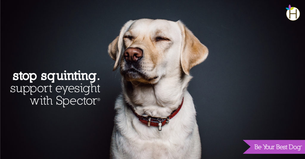 a lab squinting: "stop squinting. support eyesight with Spector."