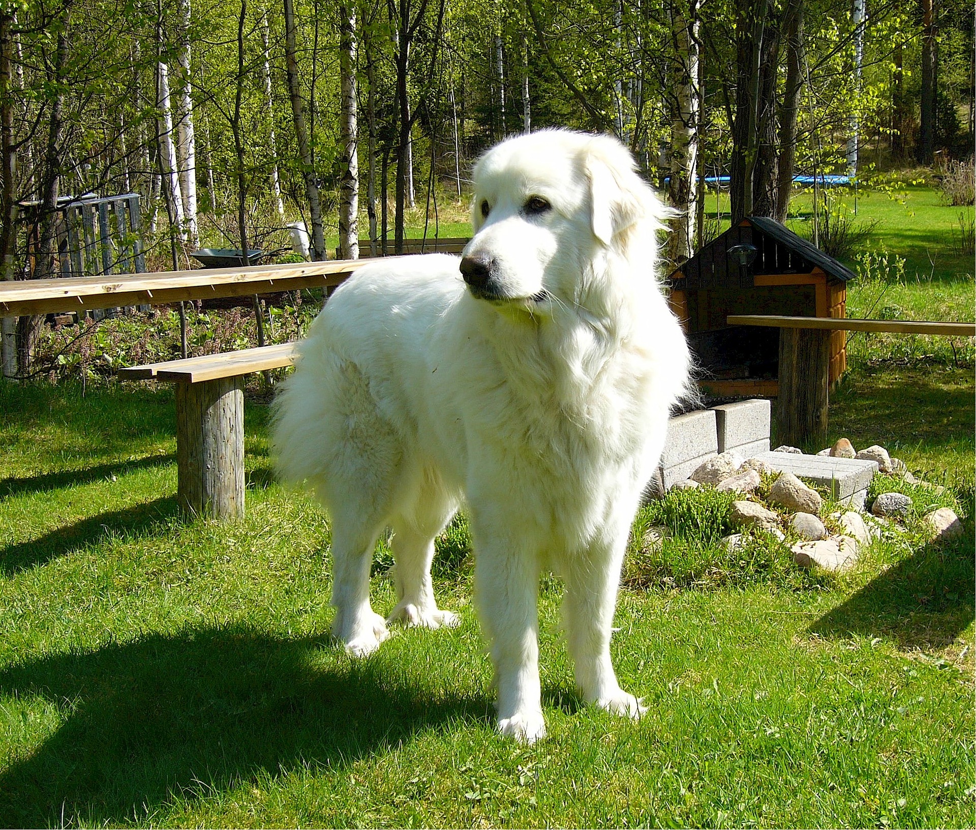 Great pyrenees outside