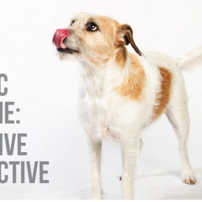 holistic medicine: proactive vs. reactive featured photo (jack russell mix licking nose)