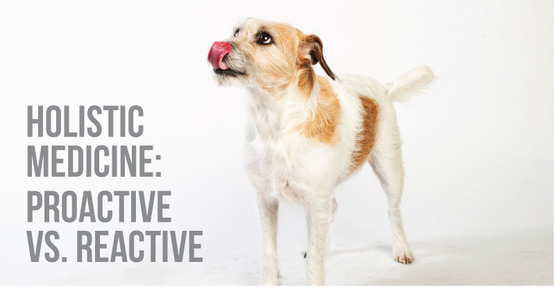 holistic medicine: proactive vs. reactive featured photo (jack russell mix licking nose)