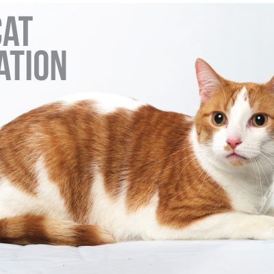 Ginger Cat Appreciation Day featured photo
