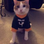 Joey the cat in a jersey