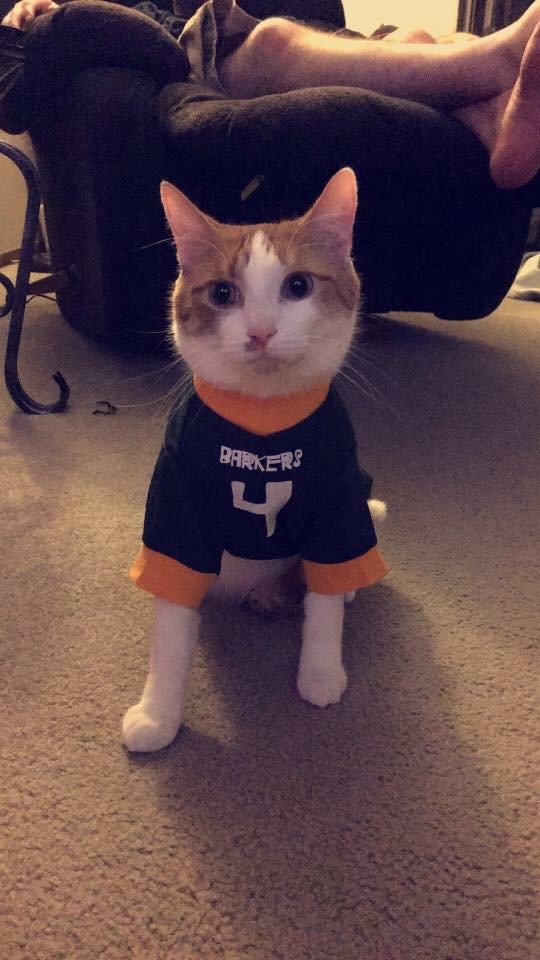 Joey the cat in a jersey